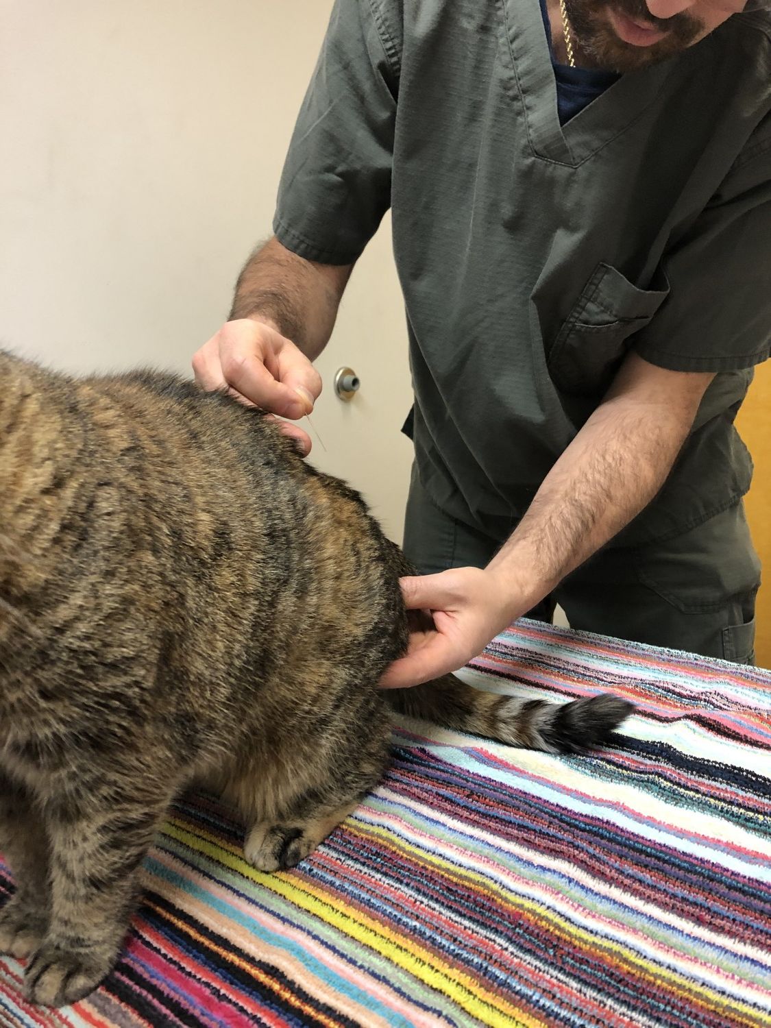 Animal Clinic, PC Veterinarian serving Williamsville